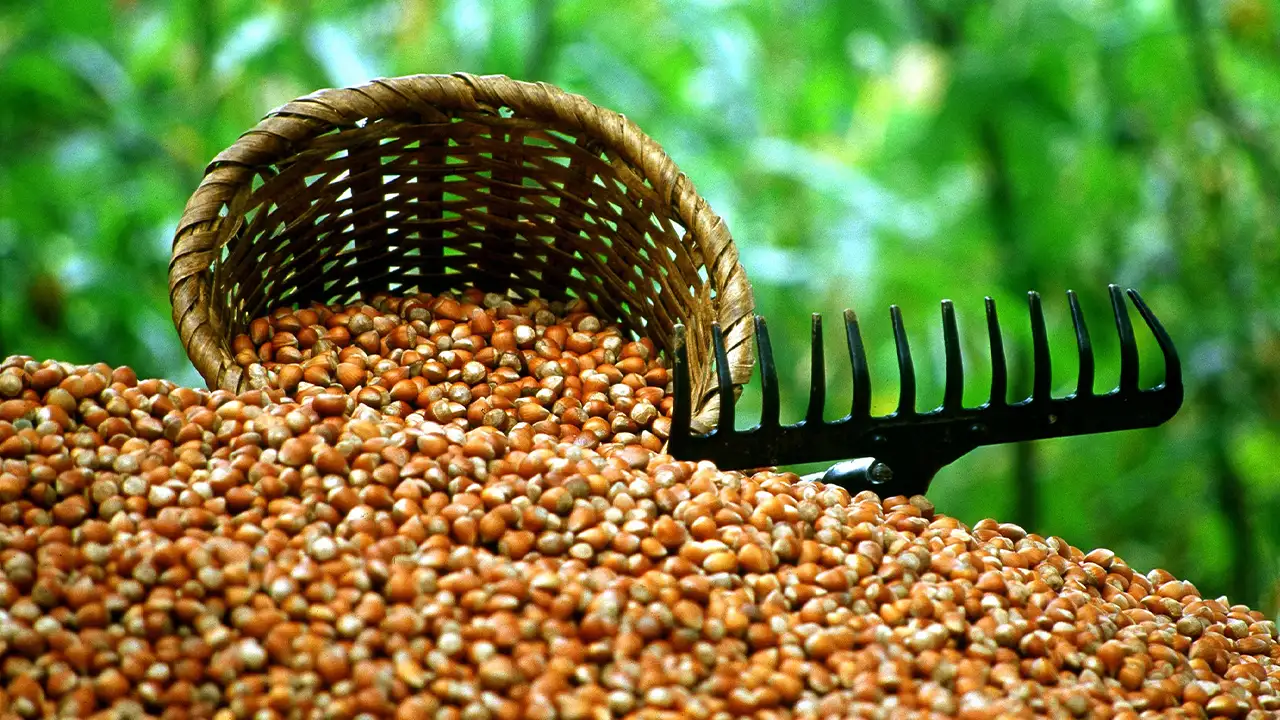 Trabzon'da serbest piyasa güncel fındık fiyatları 28 Ekim 2025