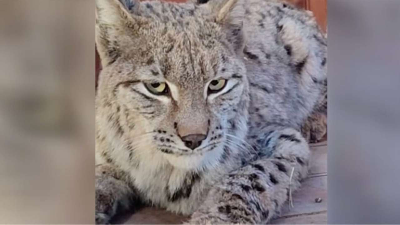 Giresun’da su kanalına düşen vaşak yeniden doğaya salındı