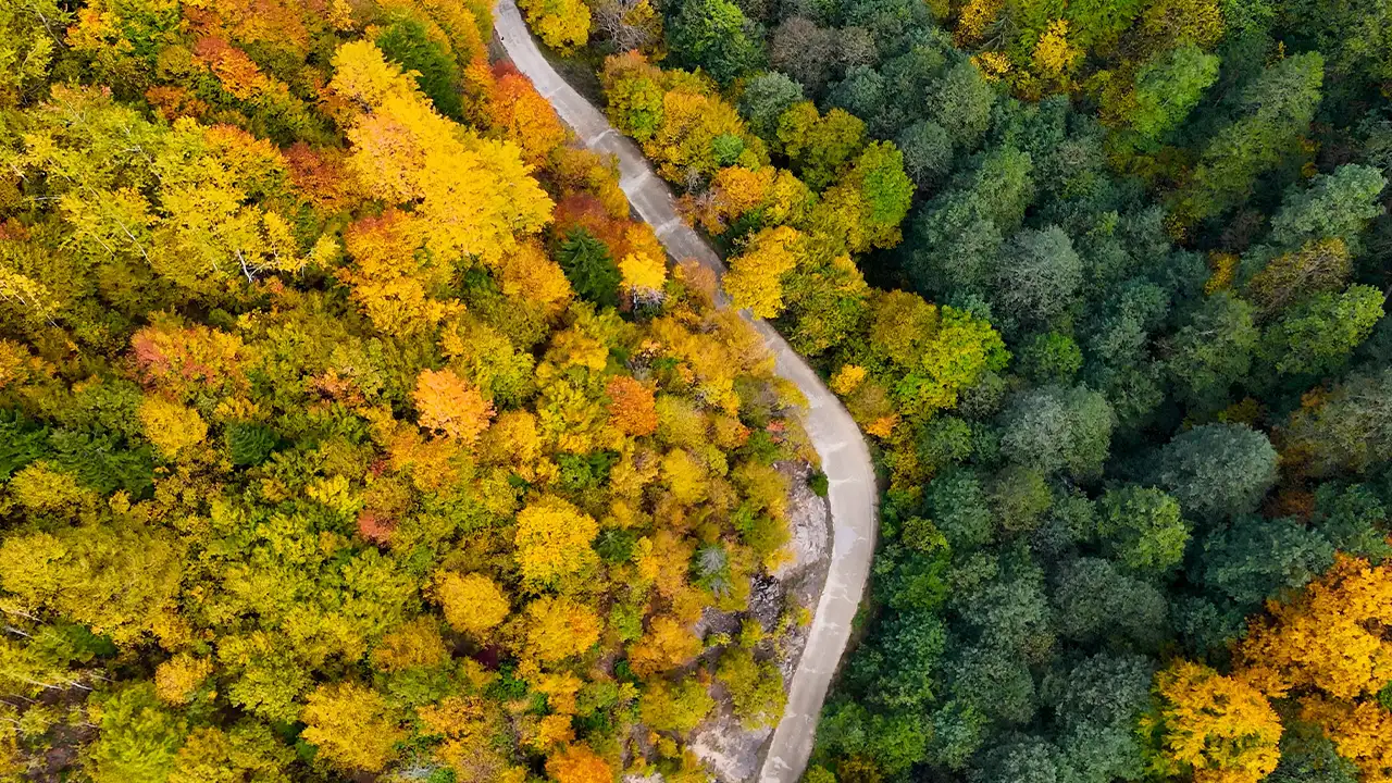 Gümüşhane’de sonbahar büyüsü: Örümcek Ormanları hayran bıraktı