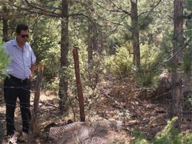 Yuh artık! Karınca yuvasını çaldılar