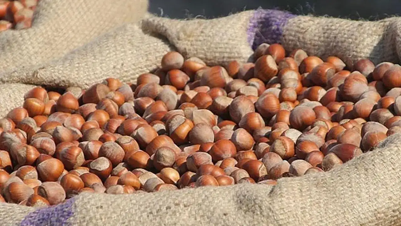 Trabzon’da serbest piyasada fındık fiyatı yükselişte