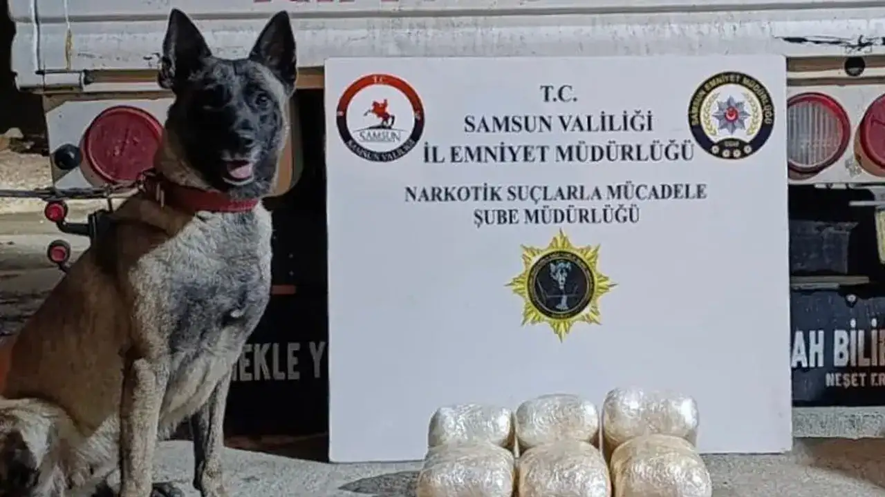 Samsun’da kilolarca uyuşturucu dedektör köpekten kaçamadı