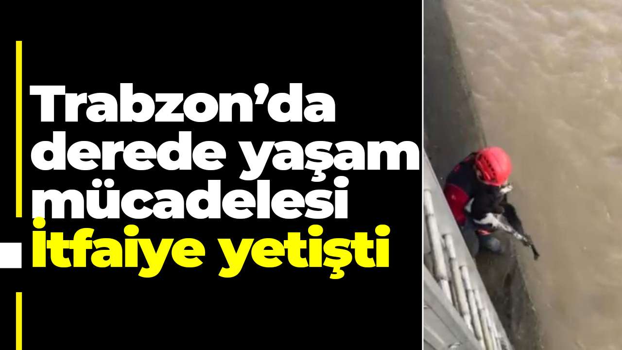 Trabzon’da derede yaşam mücadelesi: İtfaiye yetişti
