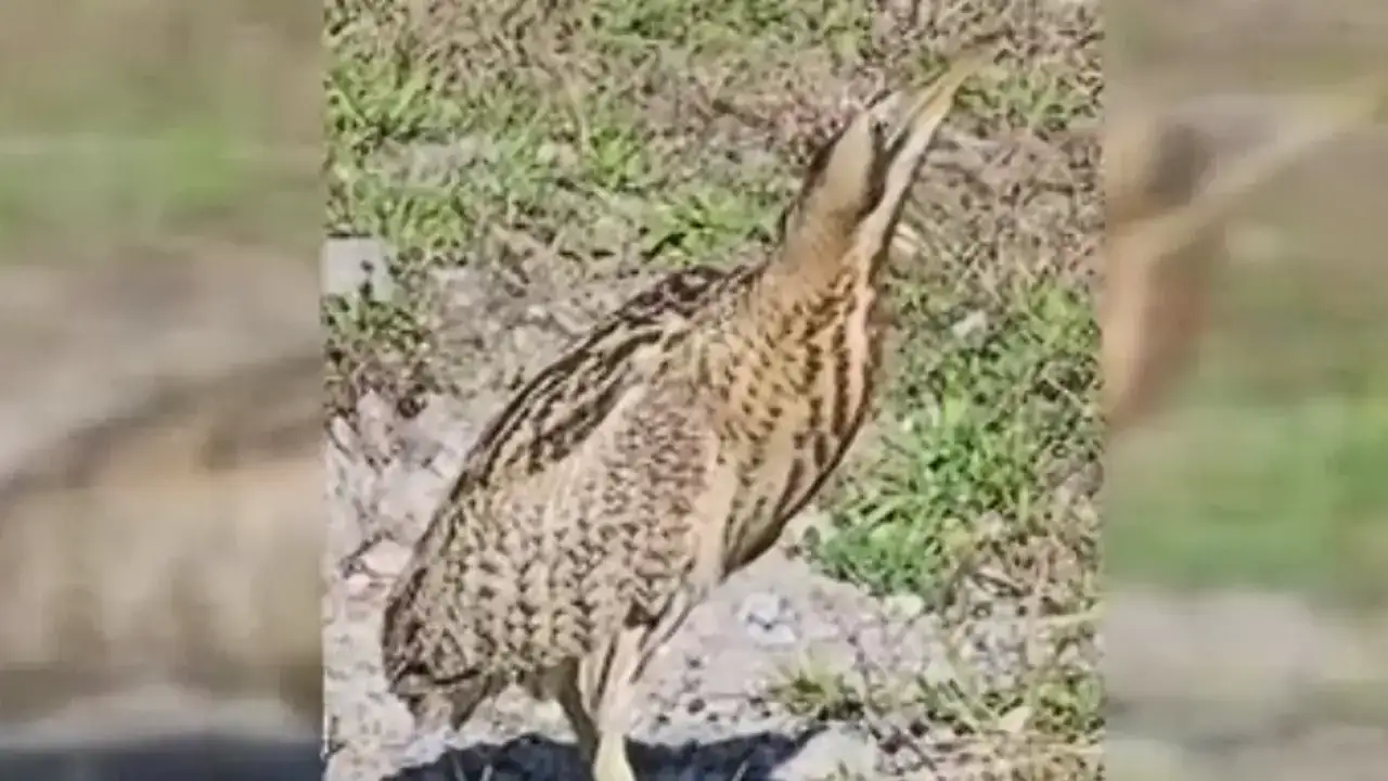 Artvin’de ender rastlanan Güney Amerika balabanı görüntülendi