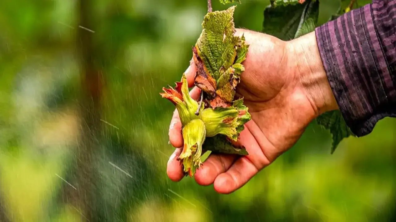 Fındıkta alarm: Kuraklık 60 bin tonluk kayba yol açtı