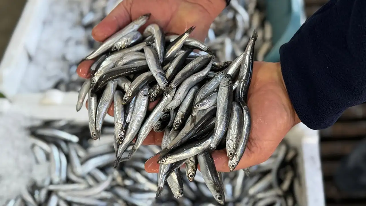 Karadeniz'de yanlış avlanmanın hamsiye bilançosu ağır oldu: Hamsinin boyu küçüldü