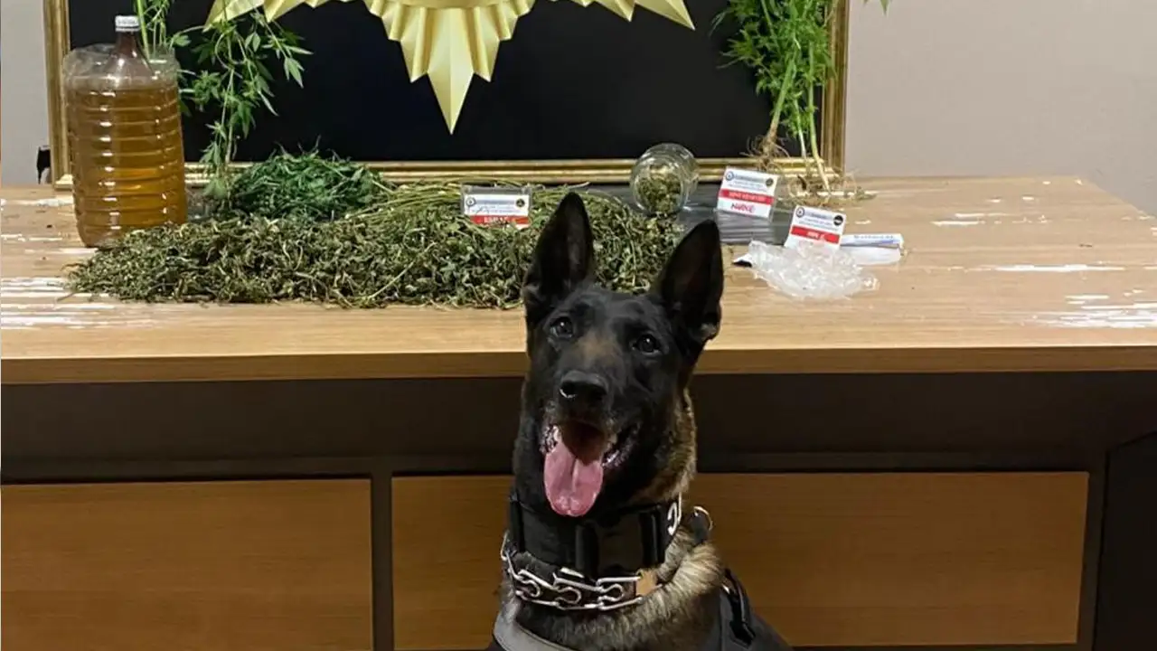 Bayburt’ta Pablo’dan başarılı operasyon: 276 gram uyuşturucu ele geçirildi