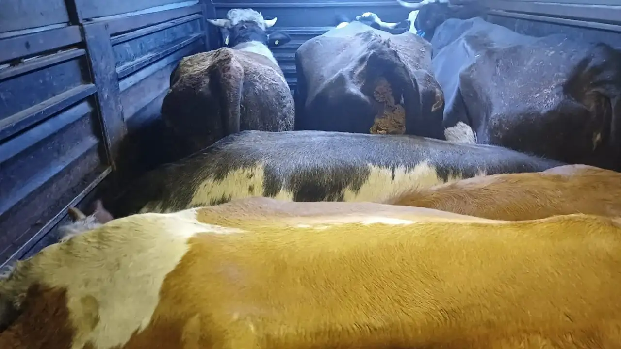 Artvin'de filmleri aratmayacak gasp olayı: Darp etti, 7 büyükbaş hayvanı kaçırdı