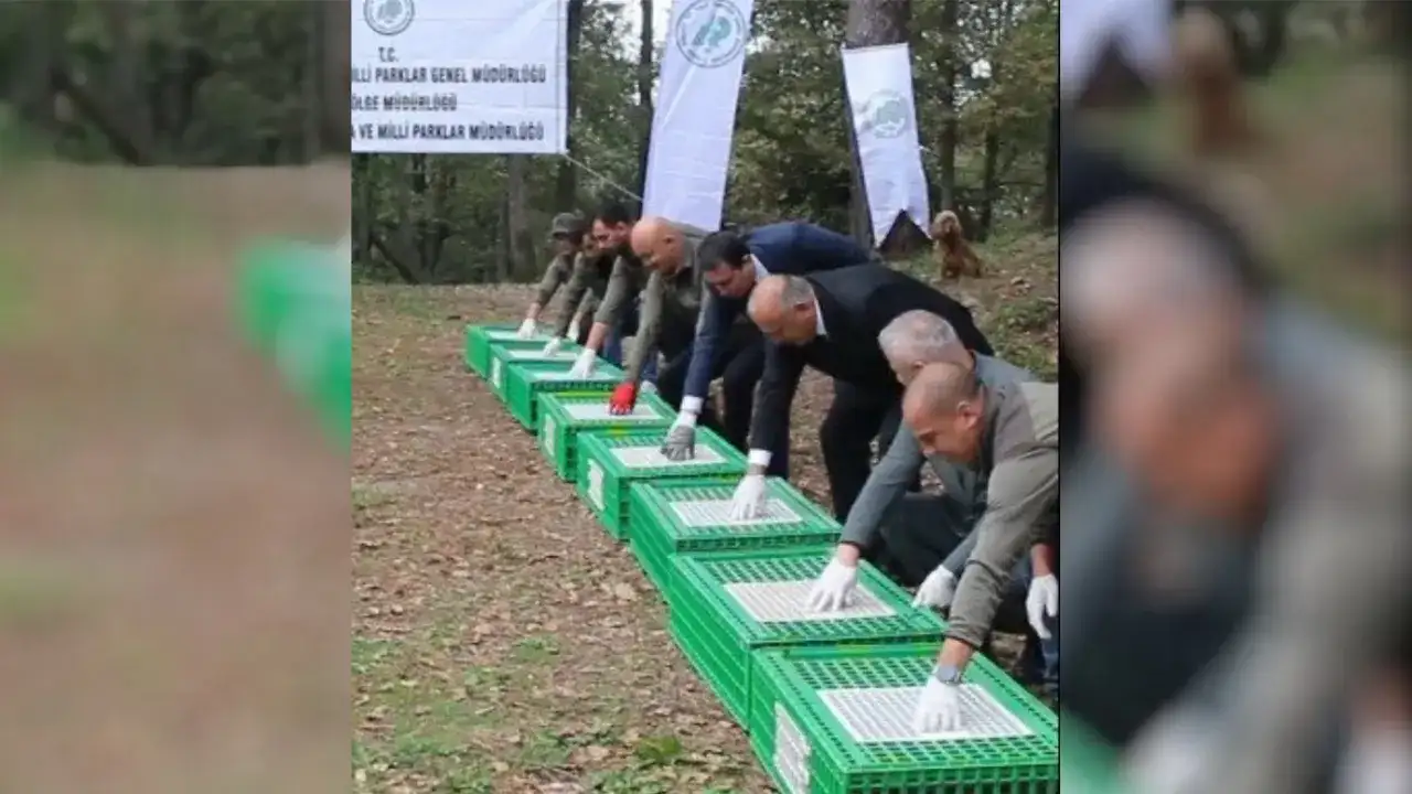 Ordu’da kahverengi kokarcaya karşı 200 sülün doğaya bırakıldı