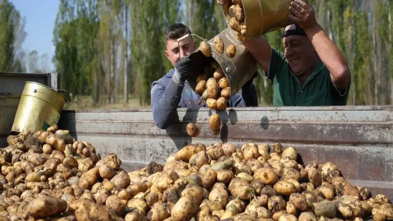 Bayburt’ta “kartol” bereketi: Patates hasadı yüzleri güldürdü