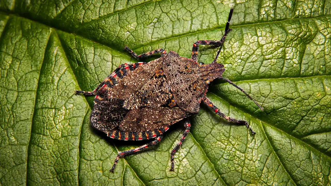 Trabzonlu üretici kokarcayı kaçırmanın doğal yolunu buldu: Soğan ve kadife çiçeği