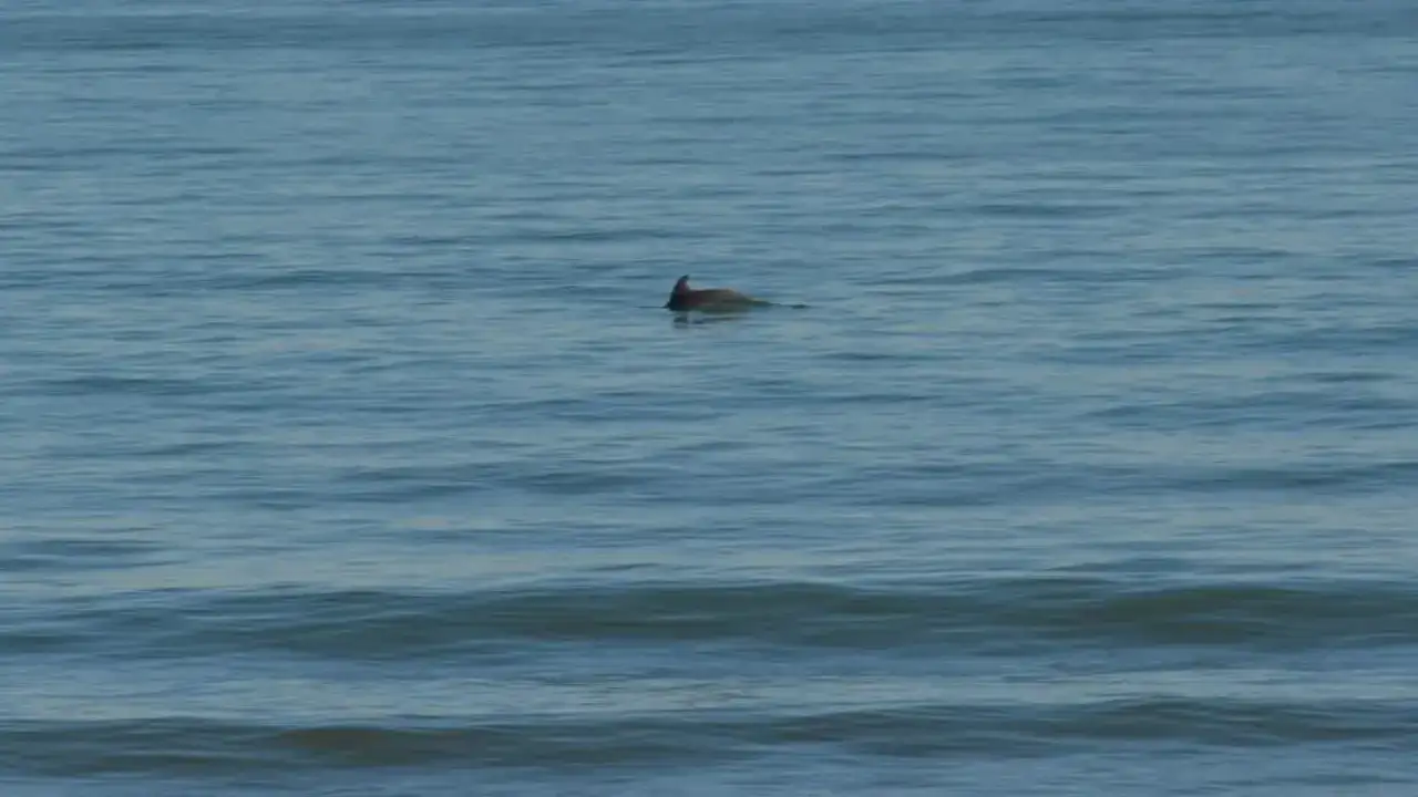 Ordu’da yunus şölen yaşattı: Kameralara yakalandılar