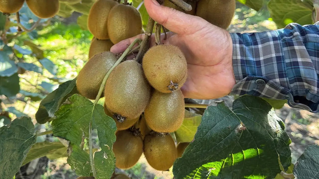 Ordu’da kivi alarmı: Erken hasat hem belgeyi hem kazancı tehdit ediyor