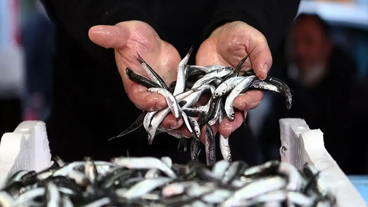 Trabzon'da hamsi sezonu sürüyor: fiyatlar düşüşte