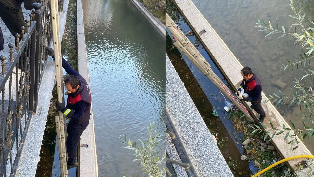 Gümüşhane'de Harşit Çayı'na düşen yavru kedi kurtarıldı