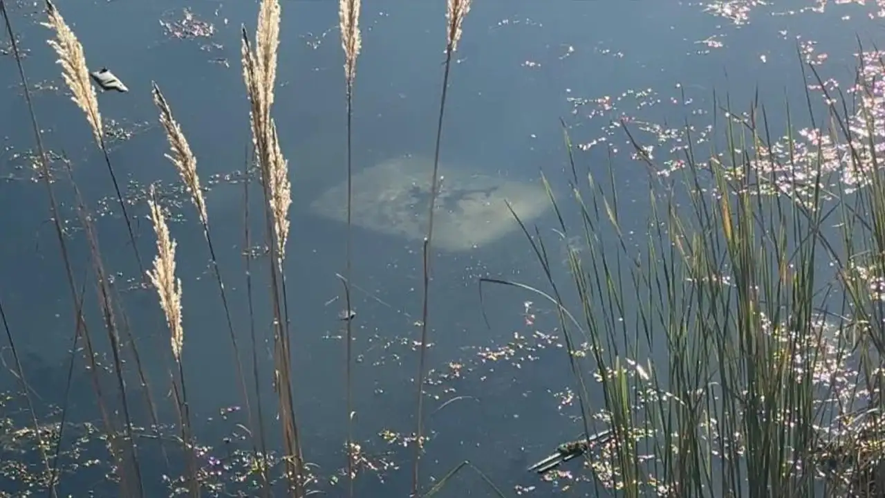 Ehliyetsiz sürücü arkadaşlarıyla balığa gitti! Gölete otomobille uçtu