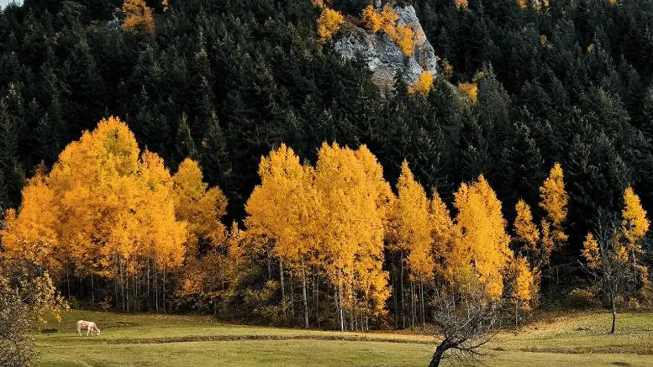 Artvin’de kartpostallık manzaralar büyüledi