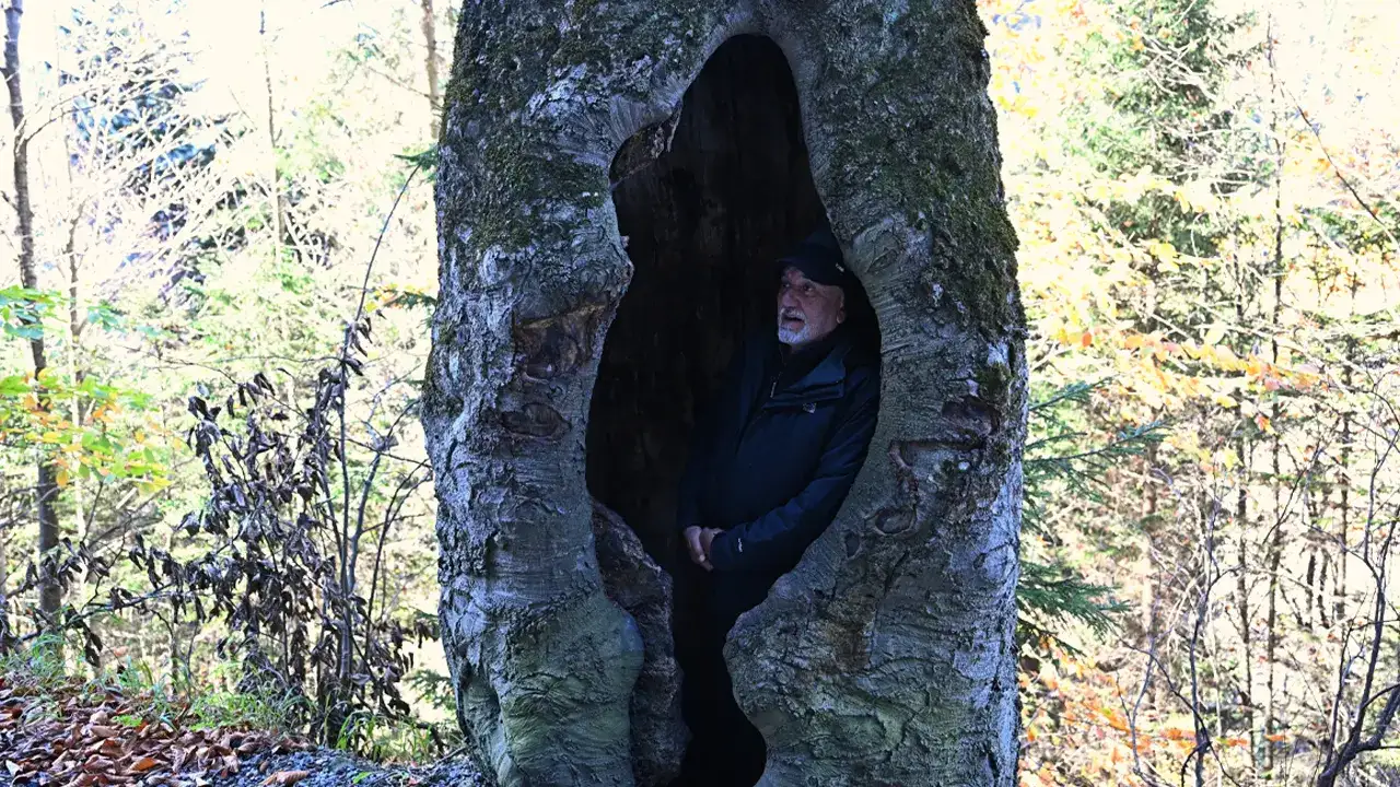 Trabzon’daki oyuk ağaçlar dikkat çekiyor: Vatandaştan yoğun ilgi