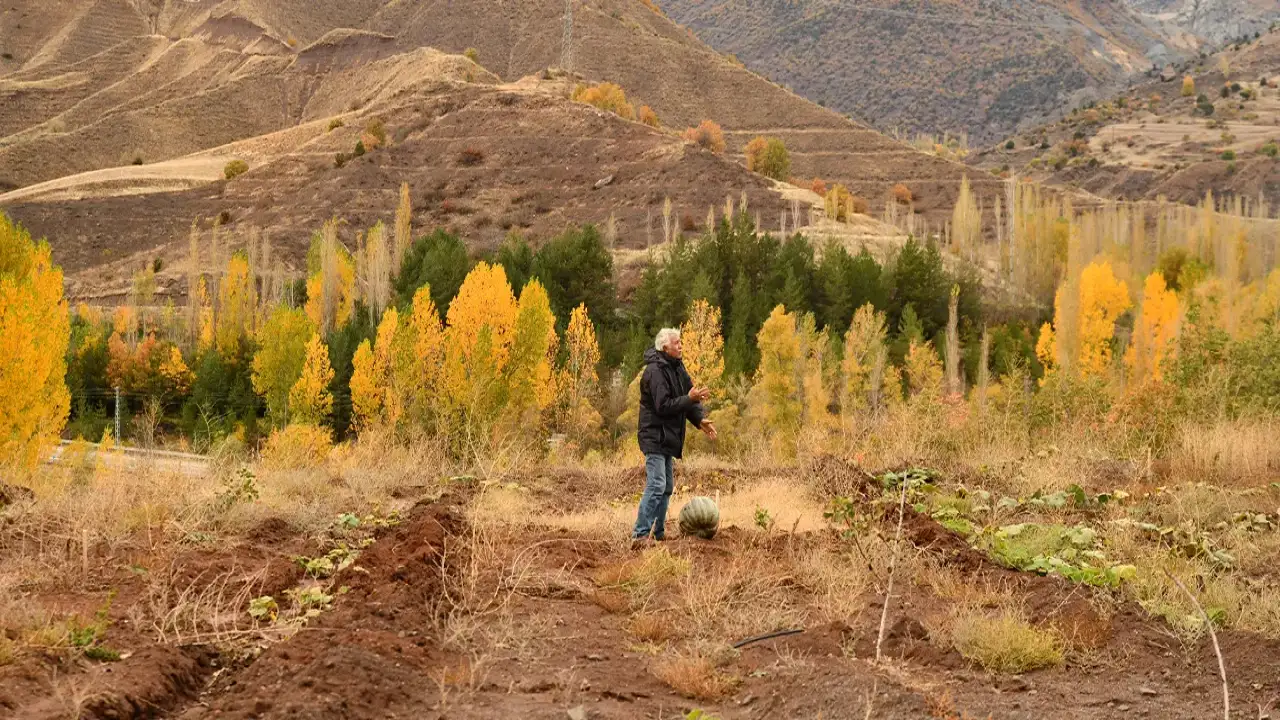Giresun'da iklim koşullarına rağmen Antep fıstığı tarlası kurdu