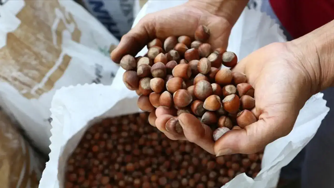 Trabzon’da fındık fiyatları sabit kaldı: Üretici güncelleme bekliyor