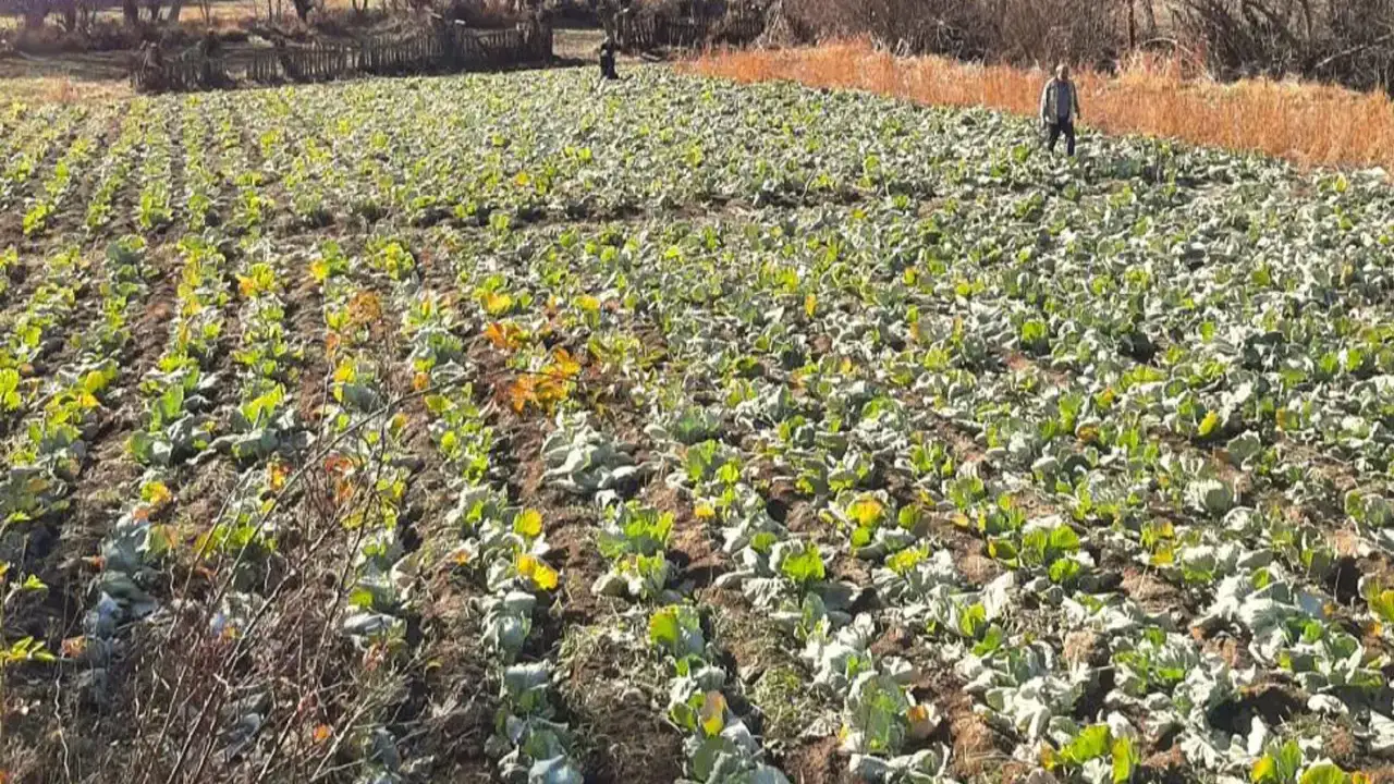 Giresun'da üretici tarlada nöbette: Kelem hırsızlığı arttı