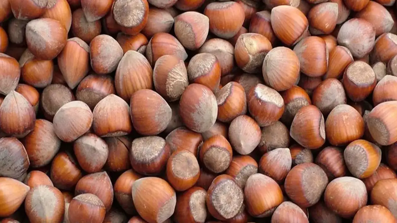 Türk fındığı Bağdat’ta tanıtıldı