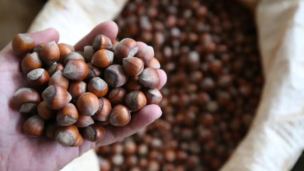 Fındık devi Türkiye'den alımları durdurmuştu: Ferrero ile ilgili açıklama geldi