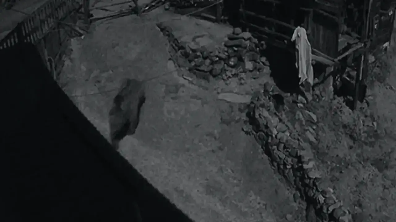 Trabzon'da ayı paniği: Karnı acıkan abı evlere işte böyle dadandı