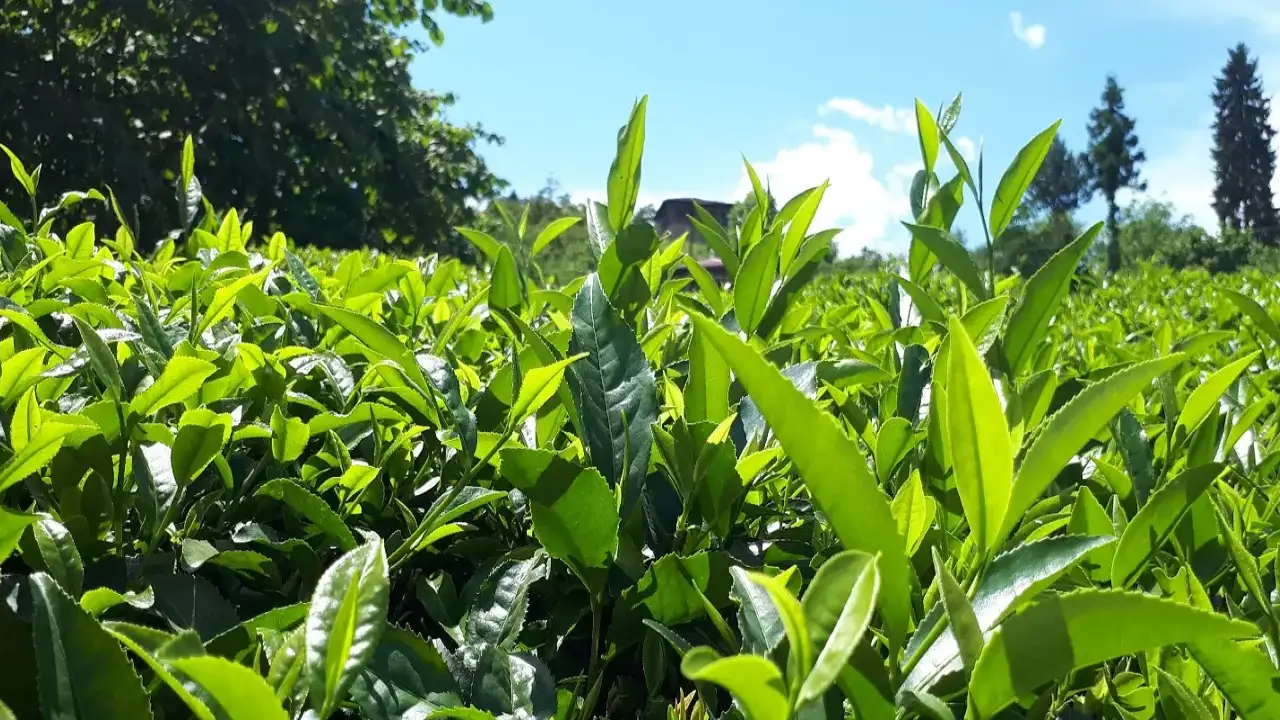 ÇAYSİAD Başkanı Kar: “Gençler çaydan uzaklaşıyor, nedenlerini görmek zorundayız”