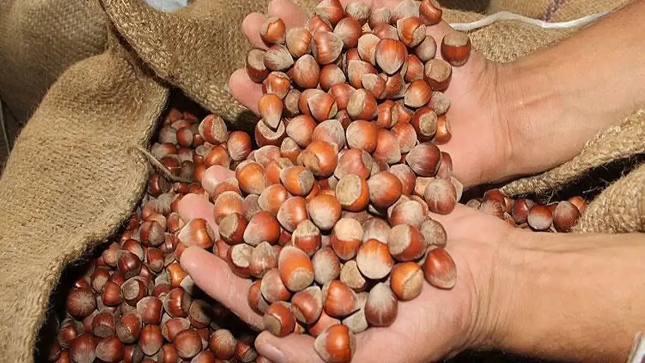 Türkiye, 10 ayda fındık ihracatından 1,8 milyar dolar kazandı