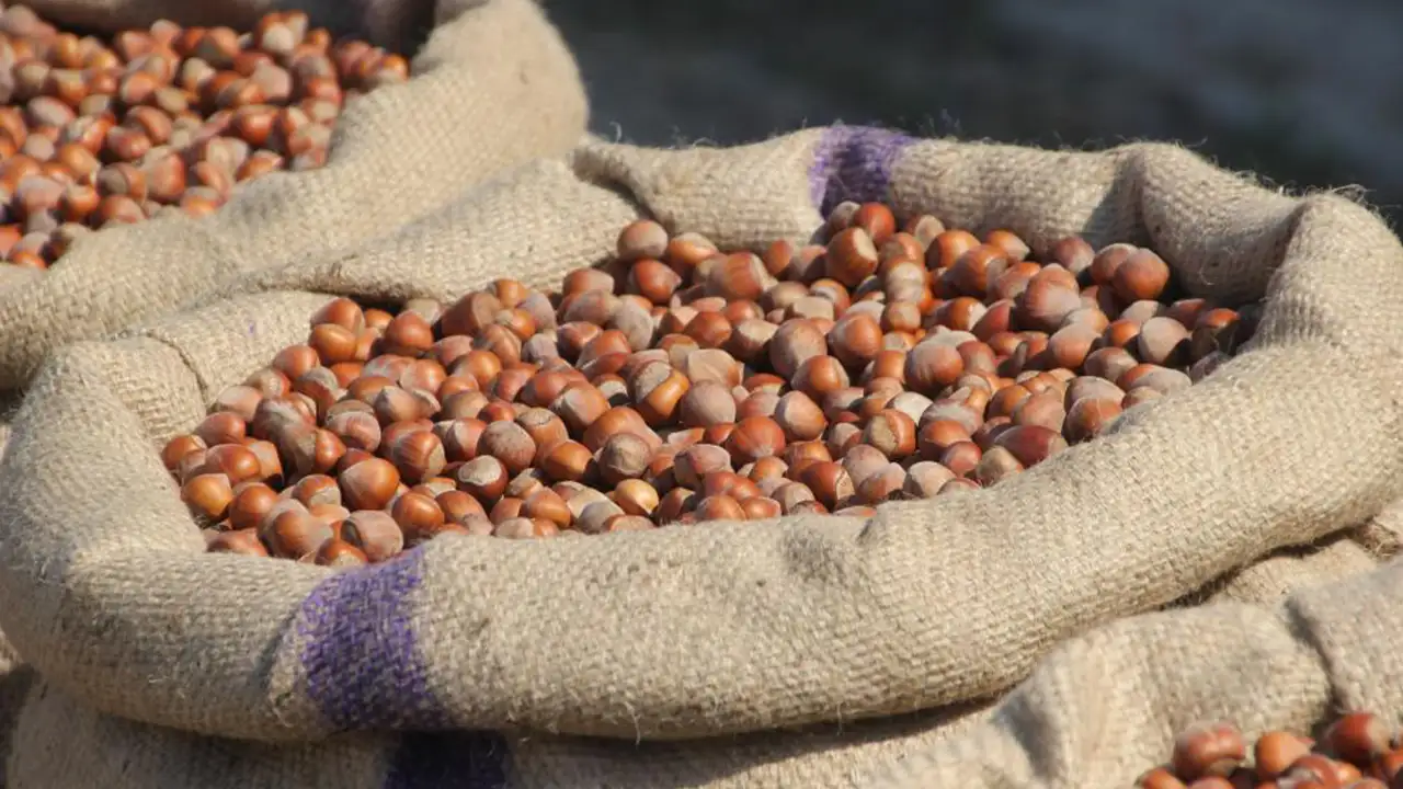 Ordu'da fındık üreticilerinden Ferrero'ya "manipülasyon" tepkisi