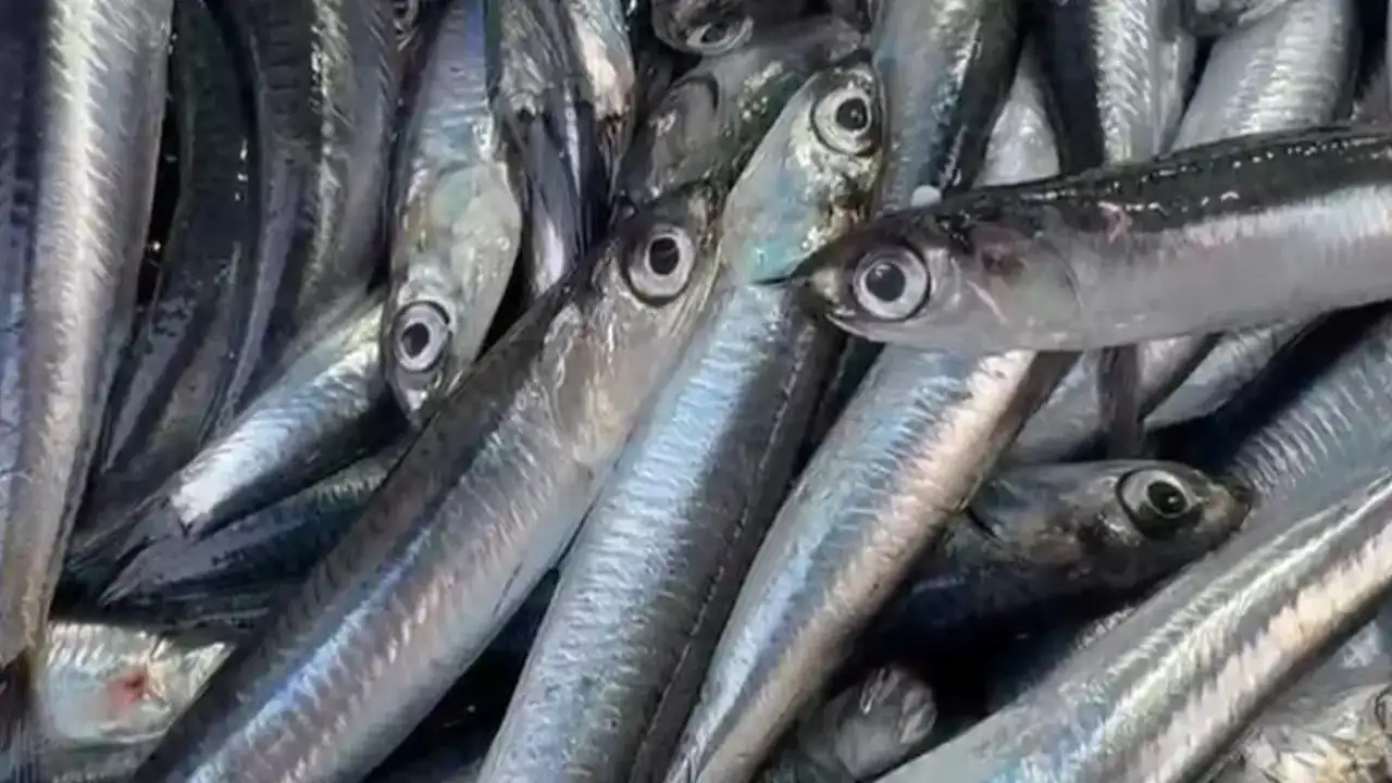 Hamside bolluk yaşanıyor: Rize’de kilogram fiyatı 50 TL’ye düştü