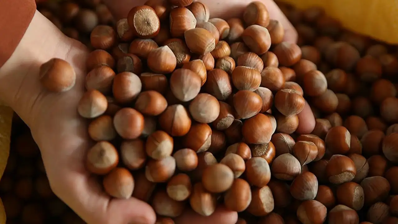 Trabzon’un fındık ihracatında yüzde 75’lik düşüş yaşandı