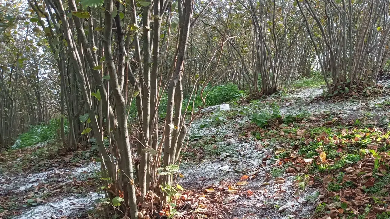 Fındıkta kış öncesi bakım zamanı: Eyüpoğlu üreticileri uyardı