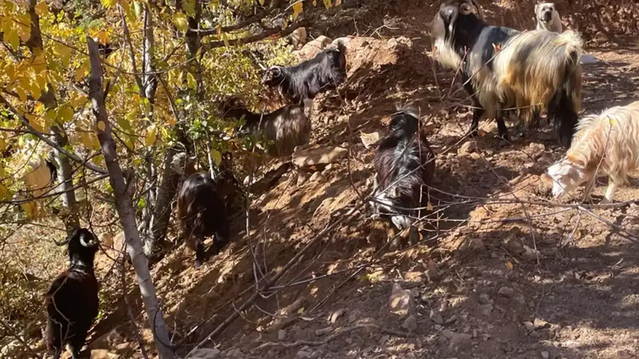 Artvin’de eski muhtar, 200 küçükbaşla dağlarda çobanlık yapıyor