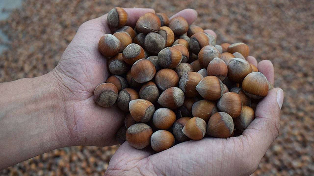 Rekabet Kurulu’ndan Ferrero’ya kritik karar