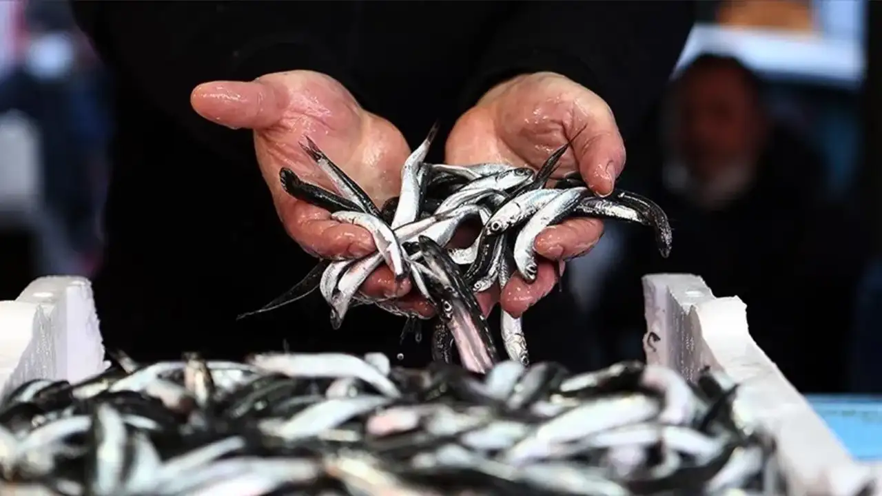 Karadeniz’de hamsi çok ama döviz az: Boy farkı ihracatı vurdu