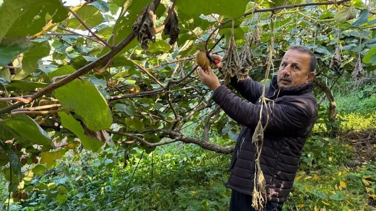 Trabzon'da kivi hasadı için uyarı geldi: Bekleyin