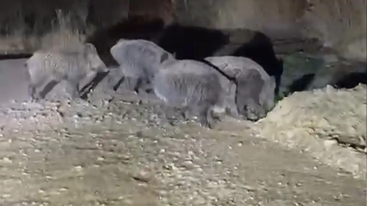 Bayburt’ta cirit meraklıları domuz sürüsüyle karşılaştı: O anlar cep telefonu kamerasına yansıdı