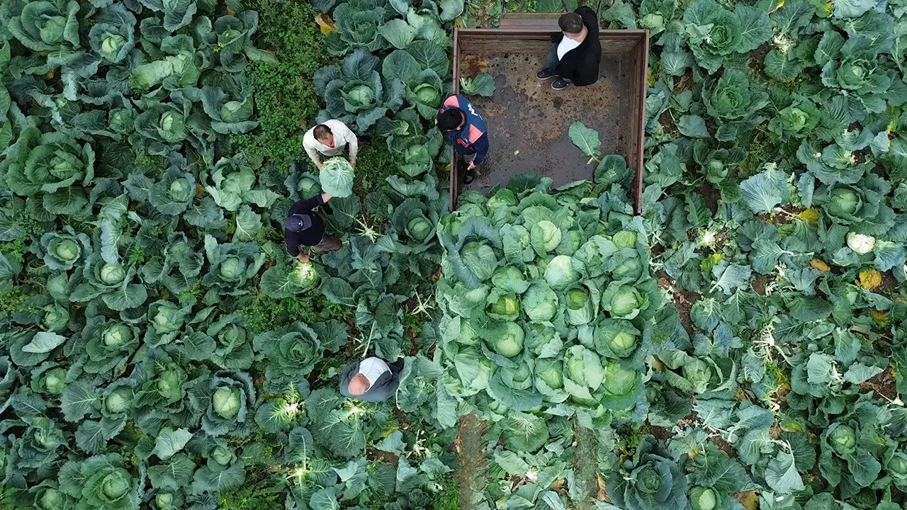 Samsun Bafra Ovası’nda 125 bin tonluk lahana hasadı başladı