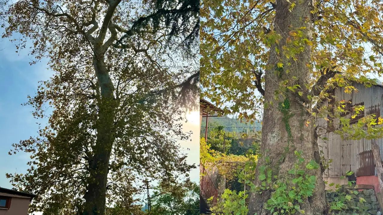 Giresun Keşap’ta asırlık çınar koruma altına alınmak isteniyor