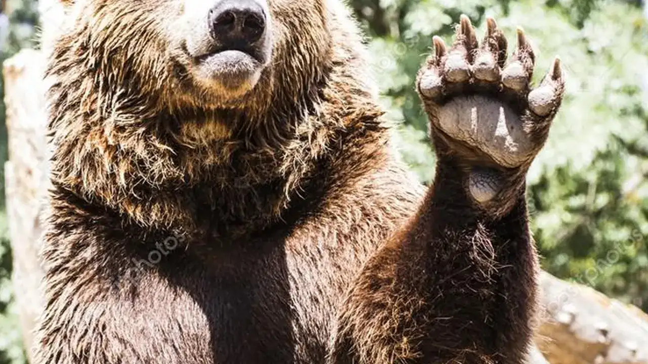 Trabzon’da ayılar evlerin kapısını kırdı: Mahalleli korku içinde