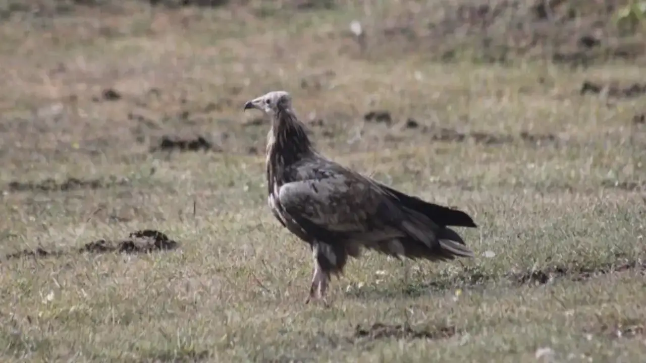 Bayburt’ta nesli tehlike altındaki Mısır Akbabası görüldü