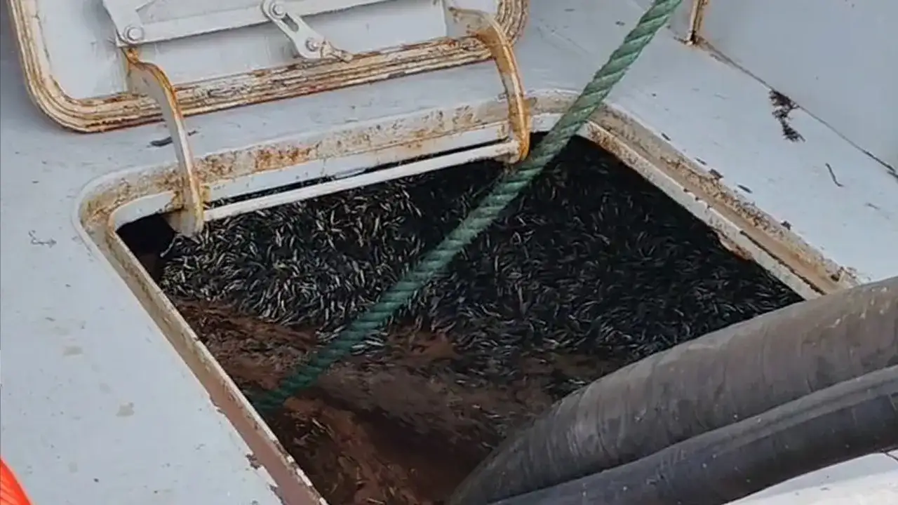 Trabzon’da tezgahlar şenlendi: Hafta sonu hamsi bolluğu yaşandı