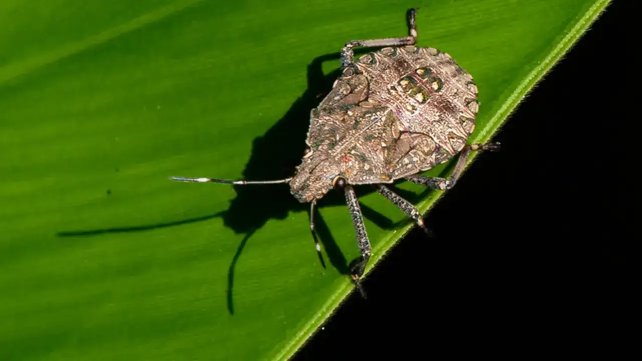 Trabzon milletvekilinden flaş iddia: 3 bakanlığa önerge verdi