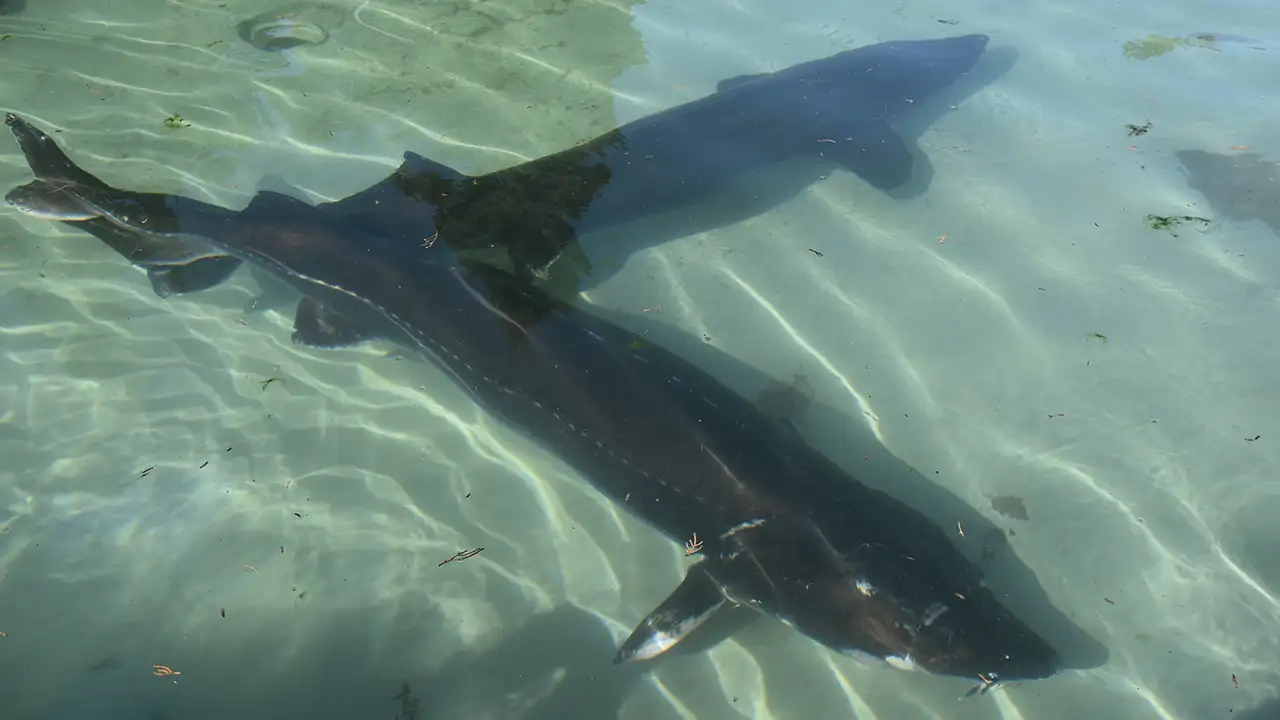 Trabzon’da 25 yıllık mücadele: Mersin balığı yok olmanın eşiğinde