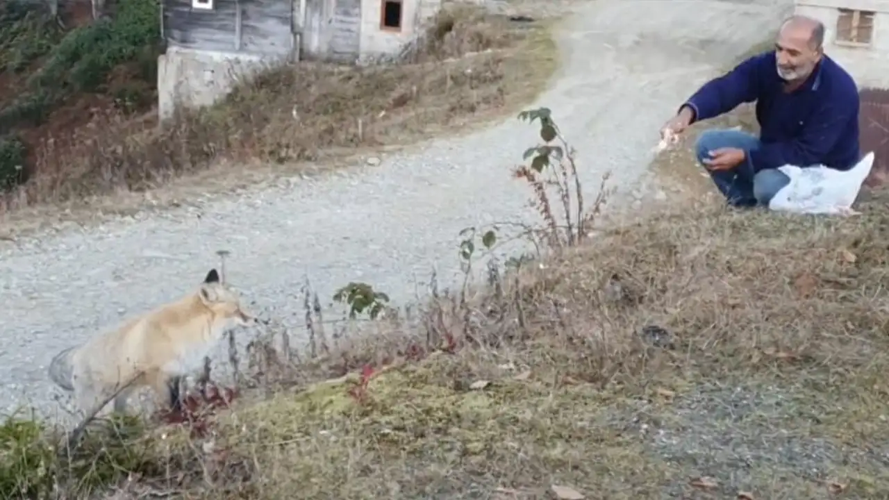 Rize Pimbilona Yaylası’nda sıra dışı dostluk: Tilkiyi eliyle besliyor