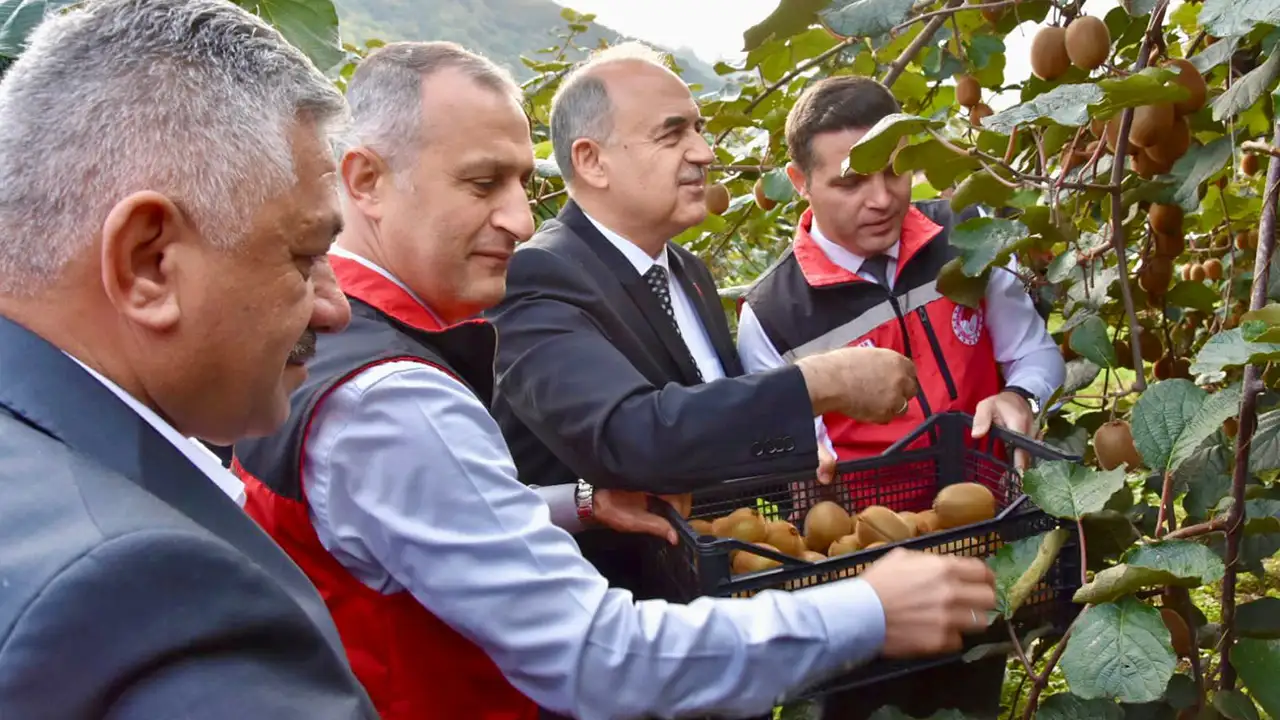 Ordu’da kivi hasadı başladı: 6 bin 500 ton rekolte bekleniyor
