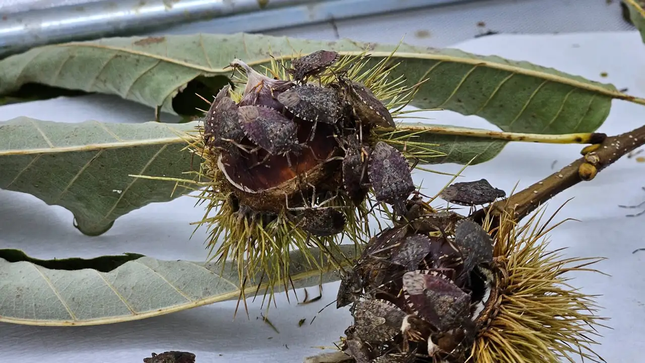 Türkiye'nin gelmiş geçmiş en tehlikeli böceği: "Kokarcanın doğal düşmanı ülkemizde yok"