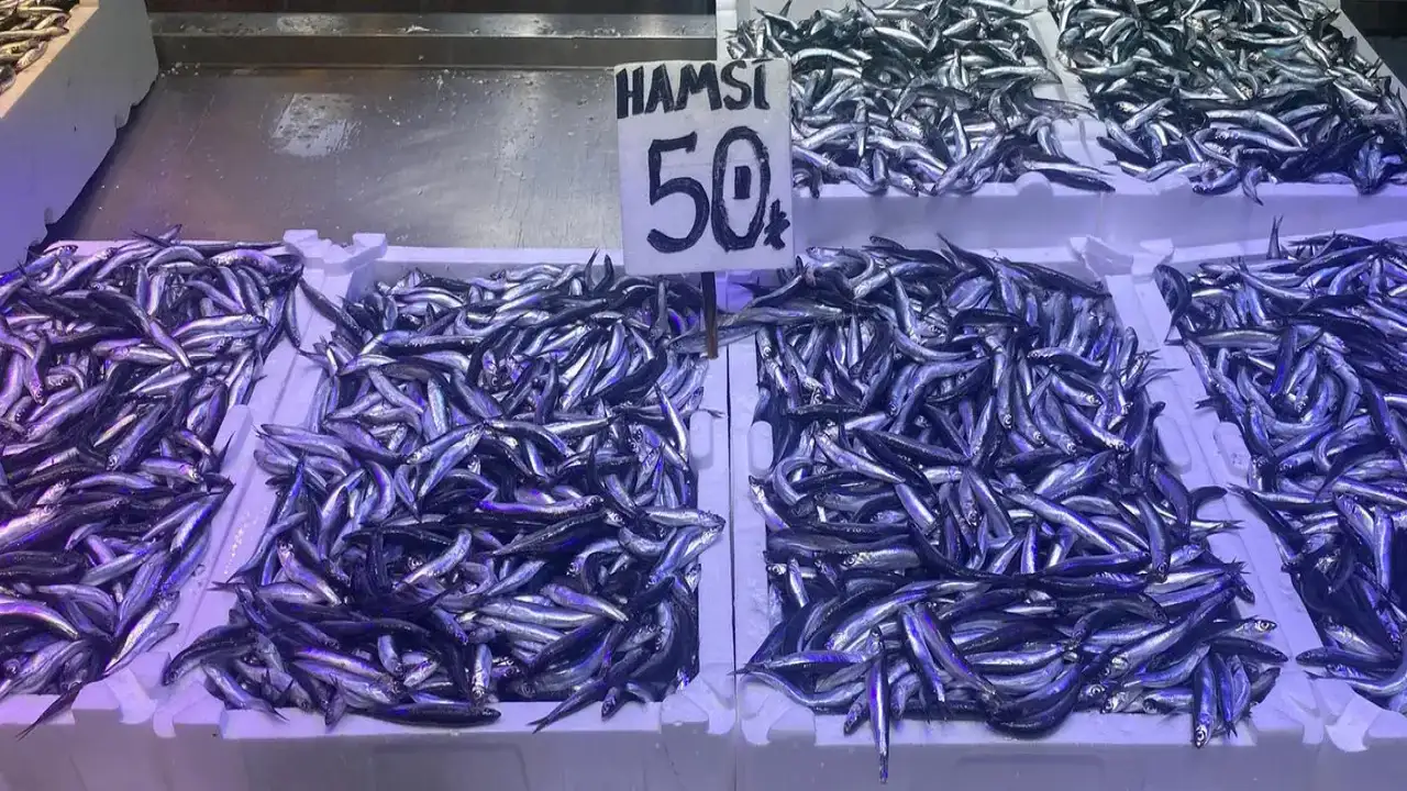 Trabzon'da hamsi bereketi: Fiyatlar düştü, tezgahlar şenlendi